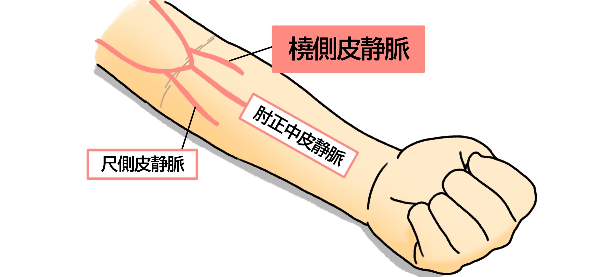 採血で痛くない場所はどこ？血管を選ぶコツと注意点